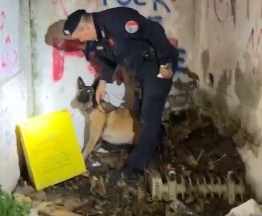 LO STRAORDINARIO FIUTO DI BATIK, CANE ANTIDROGA, SCOVA HASHISH NASCOSTA NEL PARCO “MATER DOMINI”. VERIFICHE NEI BAR E RISTORANTI.