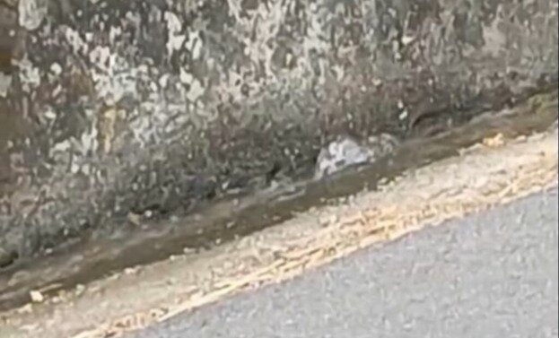 "EMERGENZA IDRICA QUARTIERE BARONE: CASE A SECCO DA GIORNI, MA IN VIA ALTO ADIGE SCORRE UN FIUME D’ACQUA"