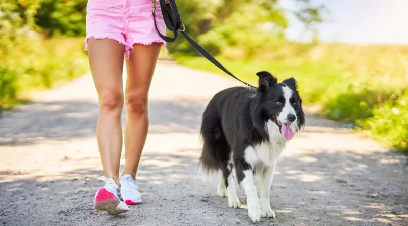 “Il Comune adotti protocollo per la detenzione sicura dei cani