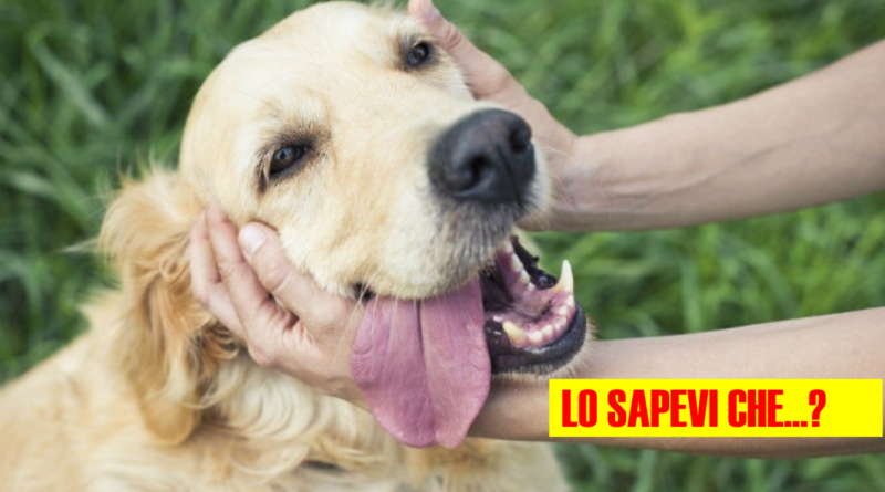Chi ama accarezzare i cani possiede qualità che gli altri non hanno: ecco quali