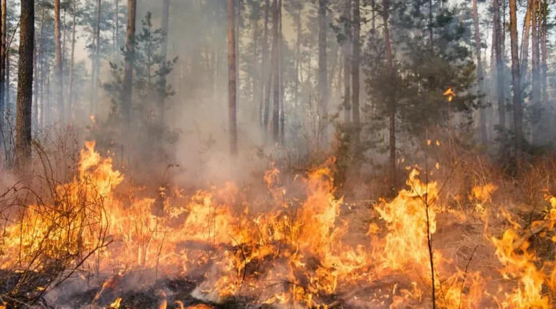 Scatta l’attività di prevenzione contro gli incendi boschivi in vista della stagione estiva. Una Direttiva a tutti i Comuni firmata dal Prefetto di Catanzaro e dalla Regione Calabria.