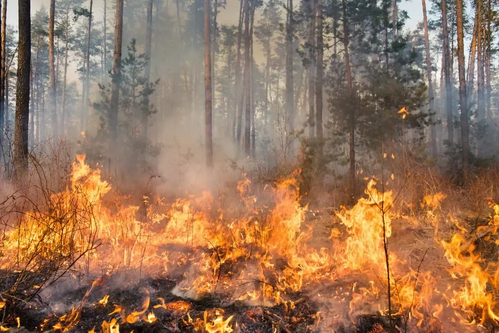 Scatta l’attività di prevenzione contro gli incendi boschivi in vista della stagione estiva. Una Direttiva a tutti i Comuni firmata dal Prefetto di Catanzaro e dalla Regione Calabria.