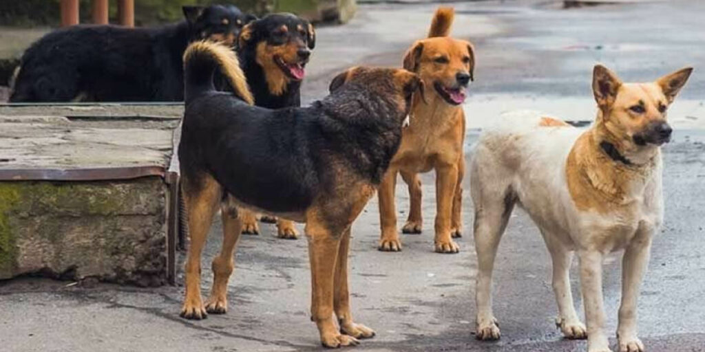 Cani randagi a Catanzaro, cresce la preoccupazione tra i cittadini