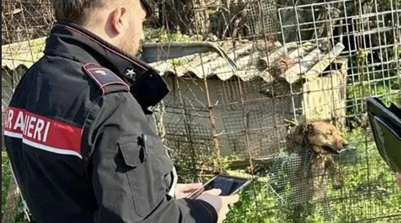CARABINIERI CATANZARO. CONTRASTO AI MALTRATTAMENTI SUGLI ANIMALI. SANZIONI A CHIARAVALLE CENTRALE PER CANI TENUTI ALLE CATENE IN UN STATO DI INCURIA.