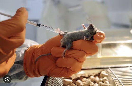 LEAL: "UNIVERSITÀ MAGNA GRAECIA DI CATANZARO: RINVIO A GIUDIZIO PER MEDICI ACCUSATI DI MALTRATTAMENTO ANIMALE"