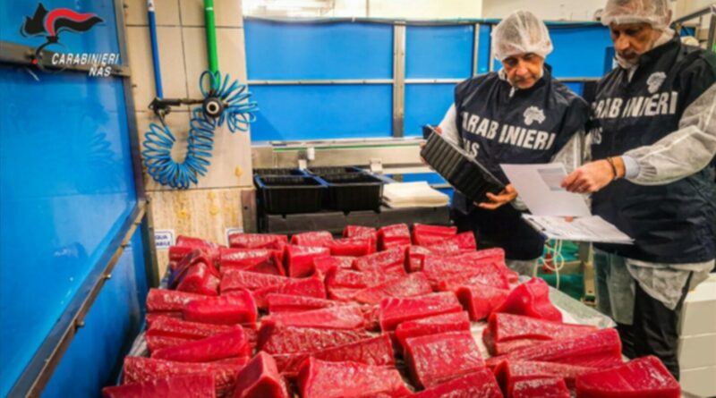 NAS di Catanzaro: sequestrati 15 chili di prodotti ittici privi di rintracciabilità
