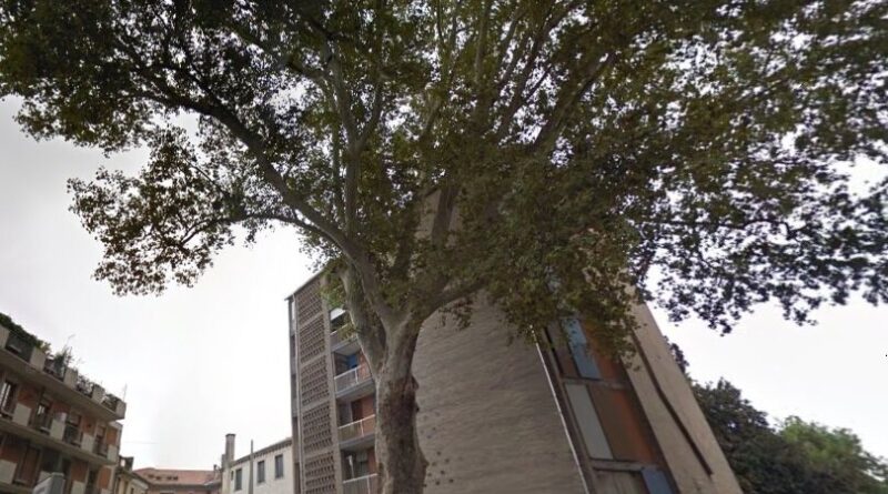 Al via il censimento degli alberi monumentali: cittadini protagonisti nella tutela del patrimonio verde. Come inviare la segnalazione