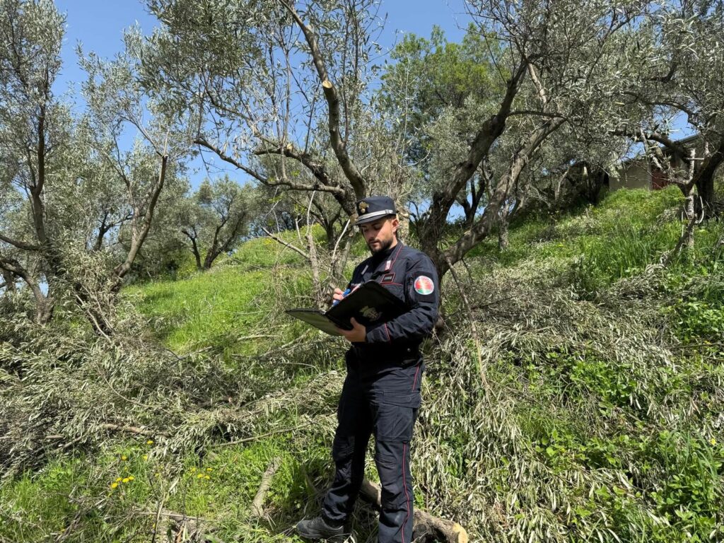 CARABINIERI CATANZARO: A SQUILLACE ABBATTUTE E SPIANTATE OLTRE 280 PIANTE DI ULIVO. SANZIONI PER OLTRE 215.000 EURO.