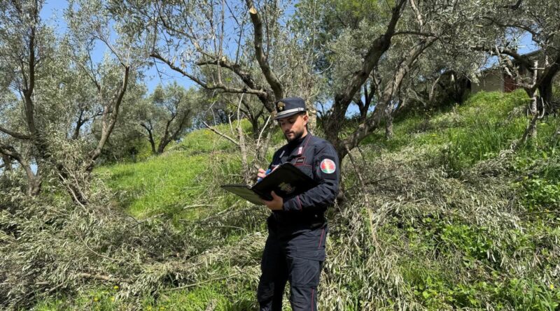 CARABINIERI CATANZARO: A SQUILLACE ABBATTUTE E SPIANTATE OLTRE 280 PIANTE DI ULIVO. SANZIONI PER OLTRE 215.000 EURO.